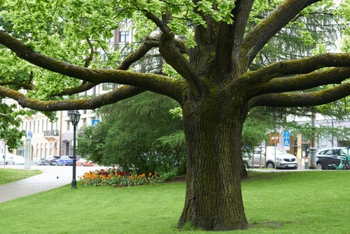 TreeTrunk Protocol Promises New Royalty Options For Artists 