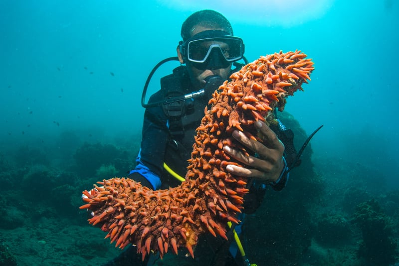 Polygon Partners With OCEEF To Bring Deep Sea Exploration To Web3